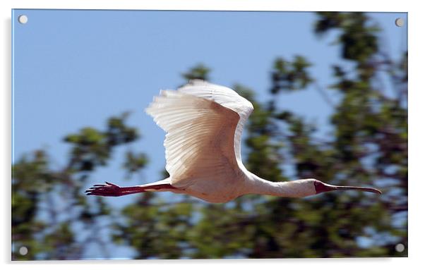JST1834 African Spoonbill in flight Acrylic by Jim Tampin