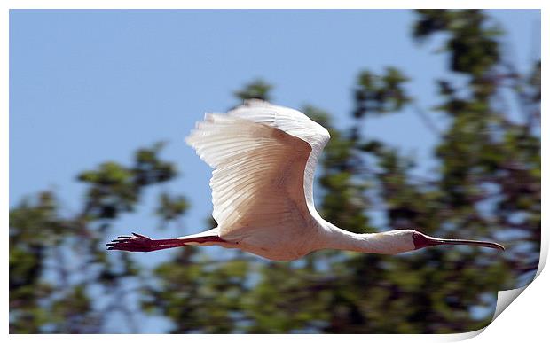 JST1834 African Spoonbill in flight Print by Jim Tampin