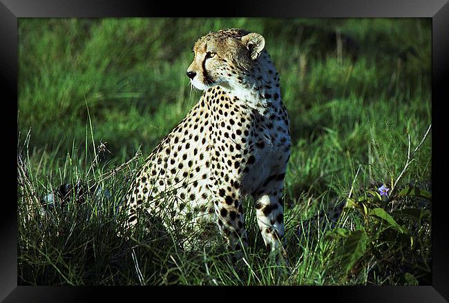 JST2489 Male Cheetah, Masai Mara, Kenya Framed Print by Jim Tampin