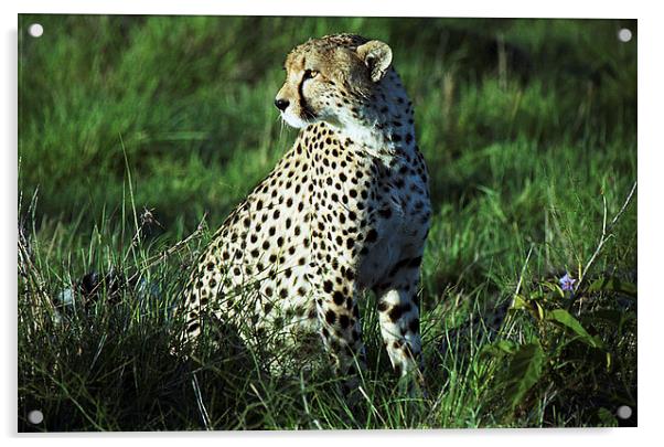 JST2489 Male Cheetah, Masai Mara, Kenya Acrylic by Jim Tampin