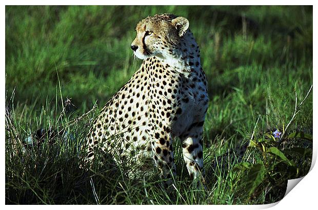 JST2489 Male Cheetah, Masai Mara, Kenya Print by Jim Tampin
