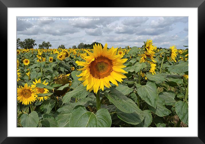 Sunflower Landscape Framed Mounted Print by Diana Mower