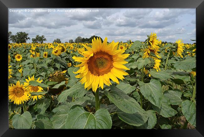 Sunflower Landscape Framed Print by Diana Mower
