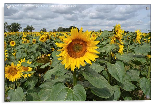 Sunflower Landscape Acrylic by Diana Mower