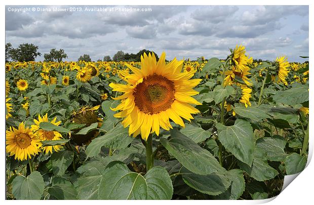 Sunflower Landscape Print by Diana Mower