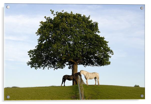 Horses Beneath An Oak Tree Acrylic by James Lavott
