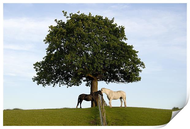 Horses Beneath An Oak Tree Print by James Lavott