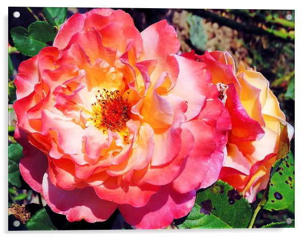 2243-beauty rose Acrylic by elvira ladocki