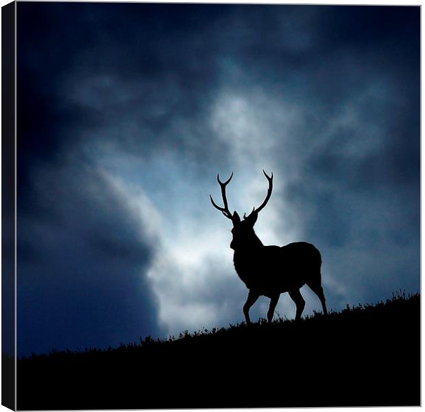 The stag Canvas Print by Macrae Images