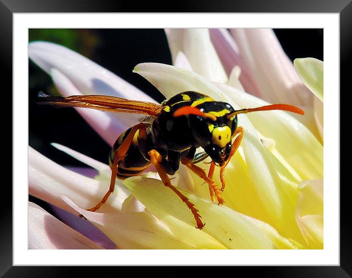2250-bee on dahlia Framed Mounted Print by elvira ladocki