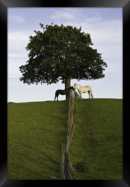 Two Horses Meeting Under A Great Oak Framed Print by James Lavott