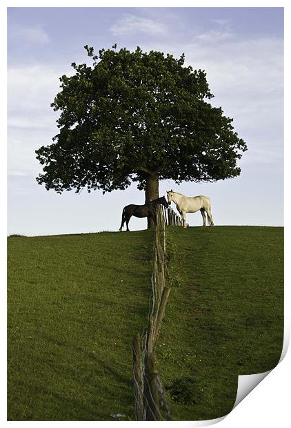 Two Horses Meeting Under A Great Oak Print by James Lavott