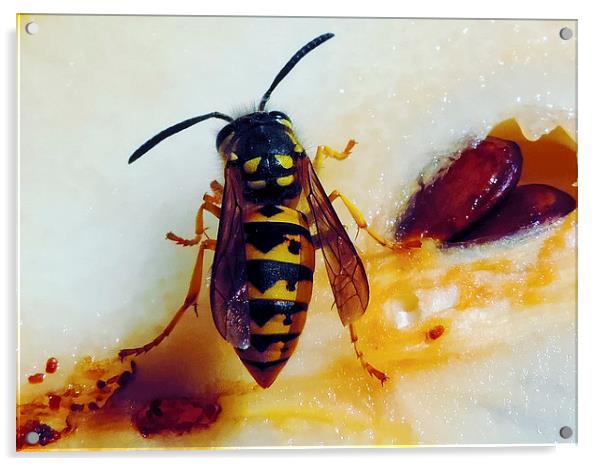 2253-bee on pear Acrylic by elvira ladocki
