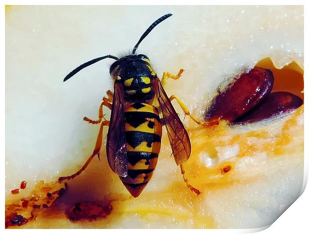 2253-bee on pear Print by elvira ladocki