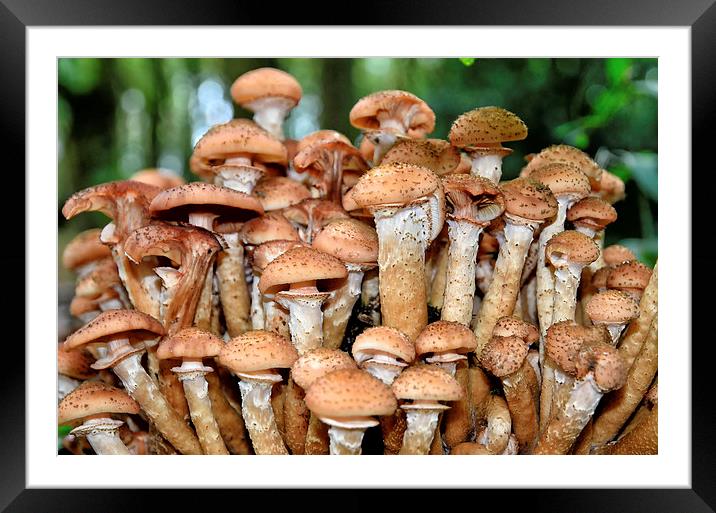 Woodland Fungi Framed Mounted Print by Gary Kenyon