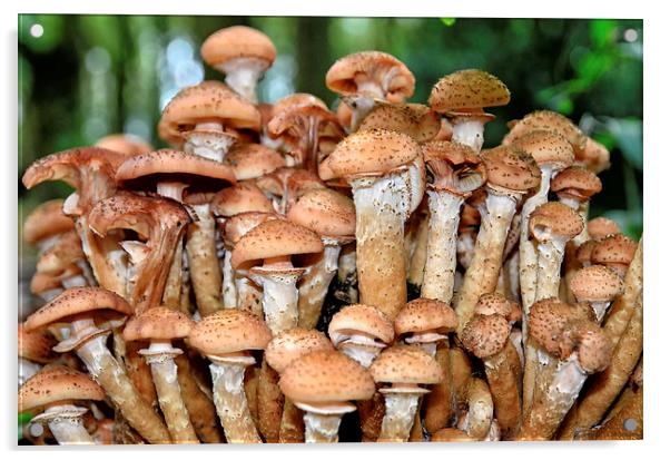 Woodland Fungi Acrylic by Gary Kenyon