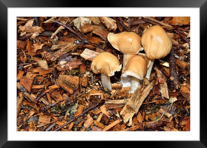 Forrest Floor Fungi Framed Mounted Print by Gary Kenyon