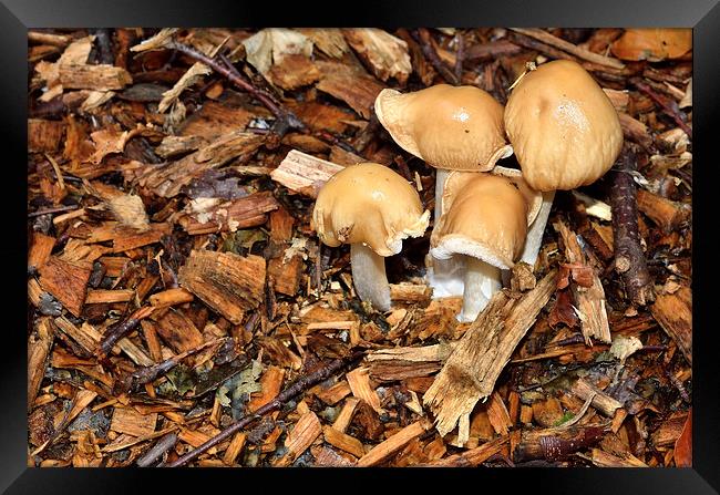 Forrest Floor Fungi Framed Print by Gary Kenyon