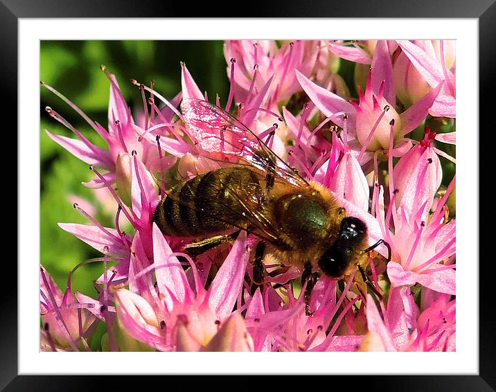 2263-bee on flower Framed Mounted Print by elvira ladocki