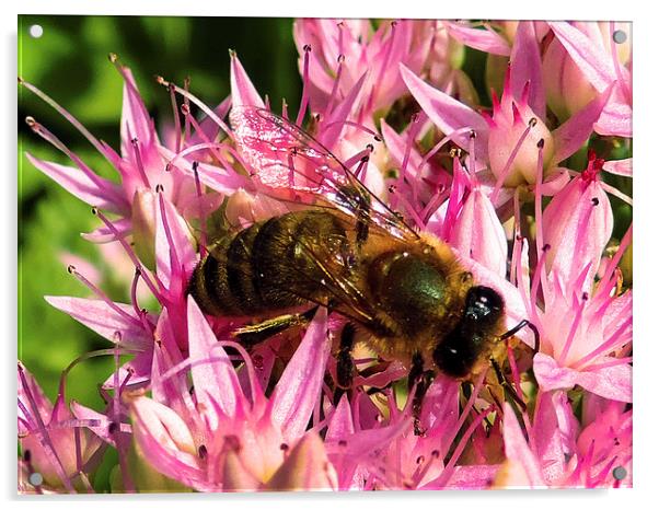 2263-bee on flower Acrylic by elvira ladocki