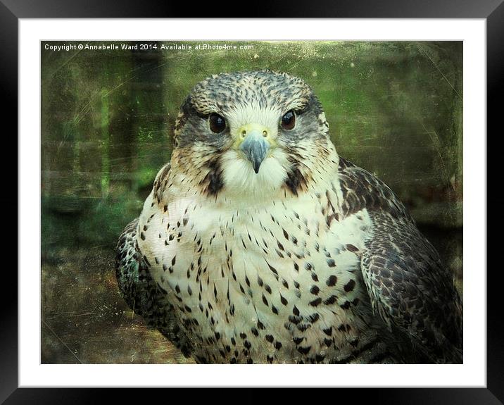 Peregrin Falcon Framed Mounted Print by Annabelle Ward