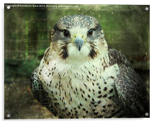 Peregrin Falcon Acrylic by Annabelle Ward