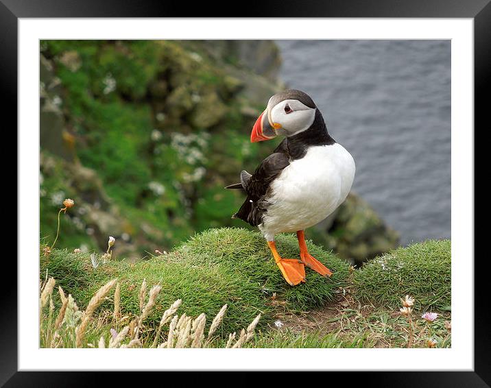 Shetland Puffin Framed Mounted Print by Iona Newton