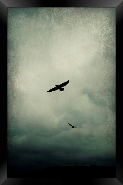 Fly Away Framed Print by Iona Newton
