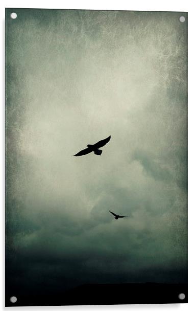 Fly Away Acrylic by Iona Newton