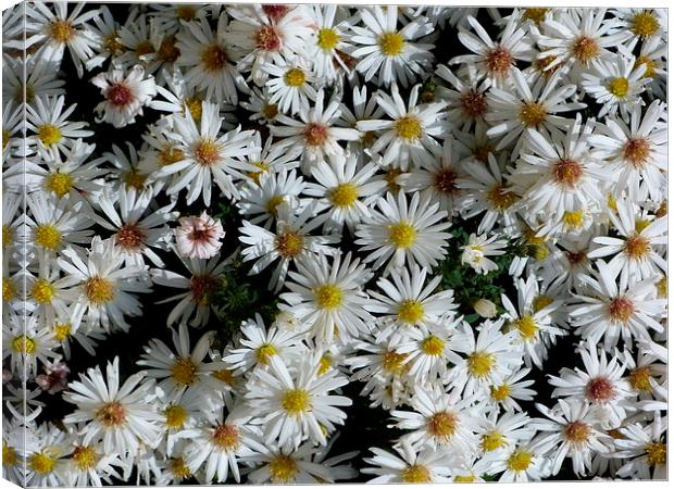 White Aster Flowers Canvas Print by Stephen Cocking