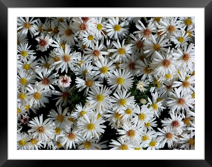 White Aster Flowers Framed Mounted Print by Stephen Cocking