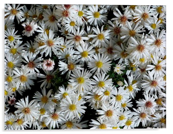 White Aster Flowers Acrylic by Stephen Cocking