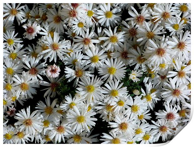 White Aster Flowers Print by Stephen Cocking
