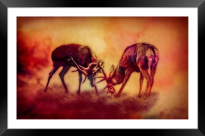 Stags In The Mist Framed Mounted Print by Tony Fishpool