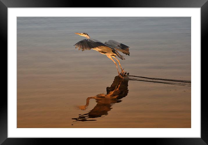 Heron Gliding on Lake Framed Mounted Print by Gurinder Punn