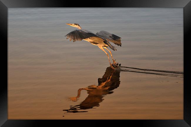 Heron Gliding on Lake Framed Print by Gurinder Punn