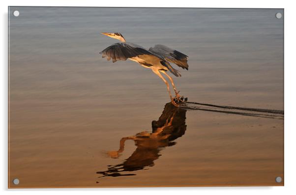 Heron Gliding on Lake Acrylic by Gurinder Punn