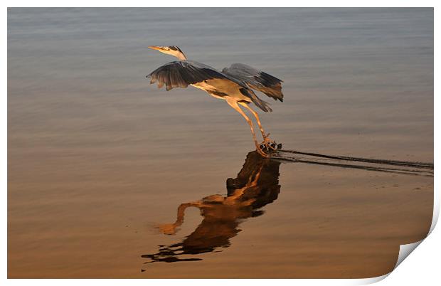 Heron Gliding on Lake Print by Gurinder Punn