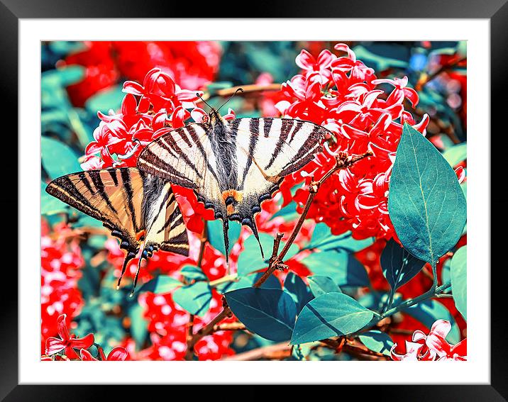 A large yellow Tiger Swallowtail butterfly Framed Mounted Print by Dragomir Nikolov