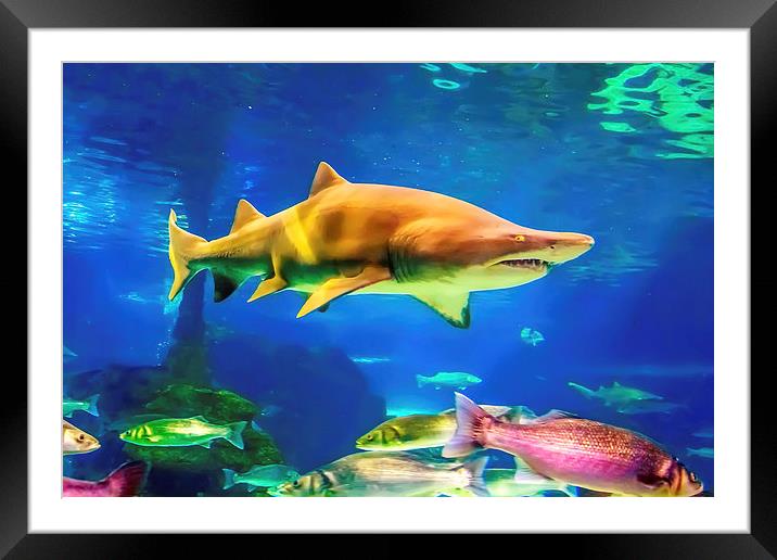 shark Framed Mounted Print by Dragomir Nikolov