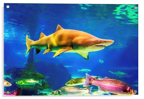 shark Acrylic by Dragomir Nikolov
