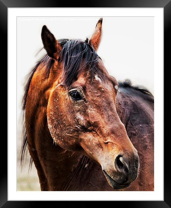 Resilience Framed Mounted Print by Belinda Greb