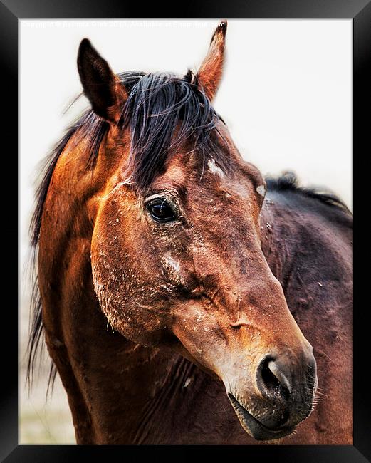 Resilience Framed Print by Belinda Greb