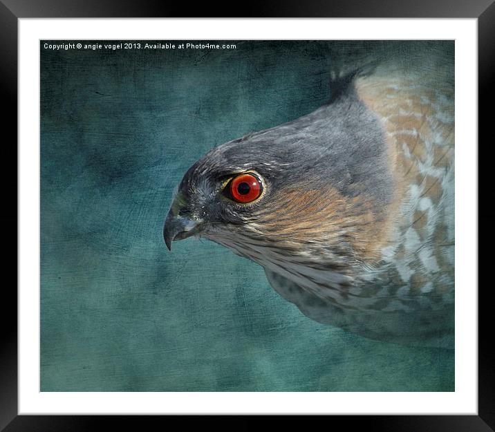 Sharp-Shinned Hawk Framed Mounted Print by angie vogel
