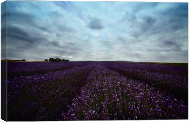 Field of Lavender Canvas Print by Nigel Bangert