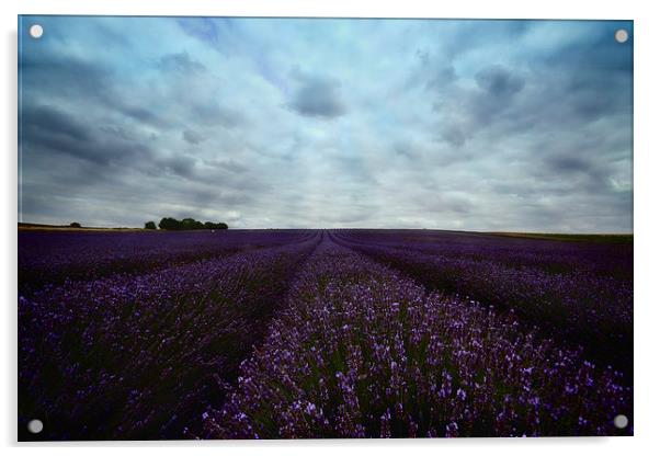 Field of Lavender Acrylic by Nigel Bangert