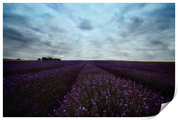 Field of Lavender Print by Nigel Bangert