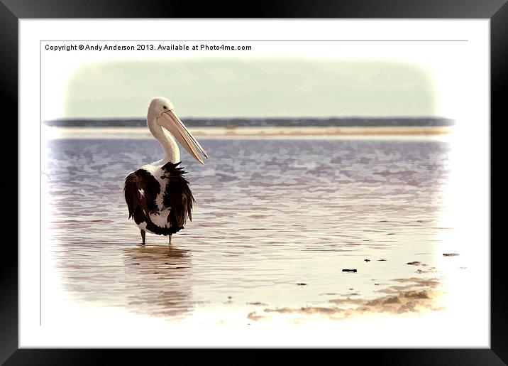 Australian Pelican by the Sea Framed Mounted Print by Andy Anderson