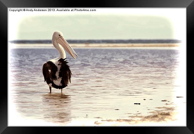 Australian Pelican by the Sea Framed Print by Andy Anderson