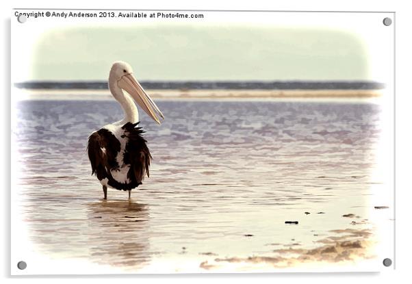 Australian Pelican by the Sea Acrylic by Andy Anderson